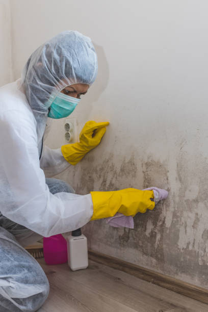 Best Mold Damage Restoration  in Myrtle Beach, SC