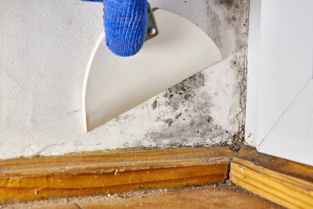 Best Biohazard Mold Removal  in Myrtle Beach, SC